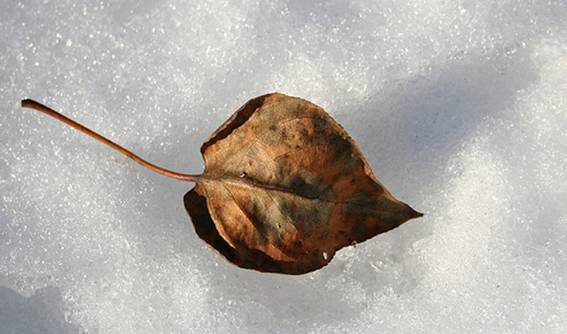 ..\teatro\El hotel de Akutagawa\leaf.jpg